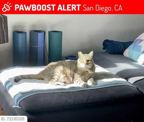 Lost Male Cat last seen Broadway and 21st / E and 21st, San Diego, CA 92102