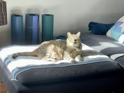 Lost Male Cat last seen Broadway and 21st / E and 21st, San Diego, CA 92102