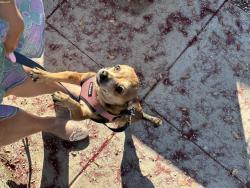 Lost Female Dog last seen Euclid and Oak Street Santa Monica, Santa Monica, CA 90405