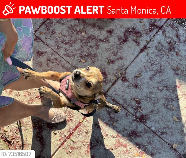 Lost Female Dog last seen Euclid and Oak Street Santa Monica, Santa Monica, CA 90405