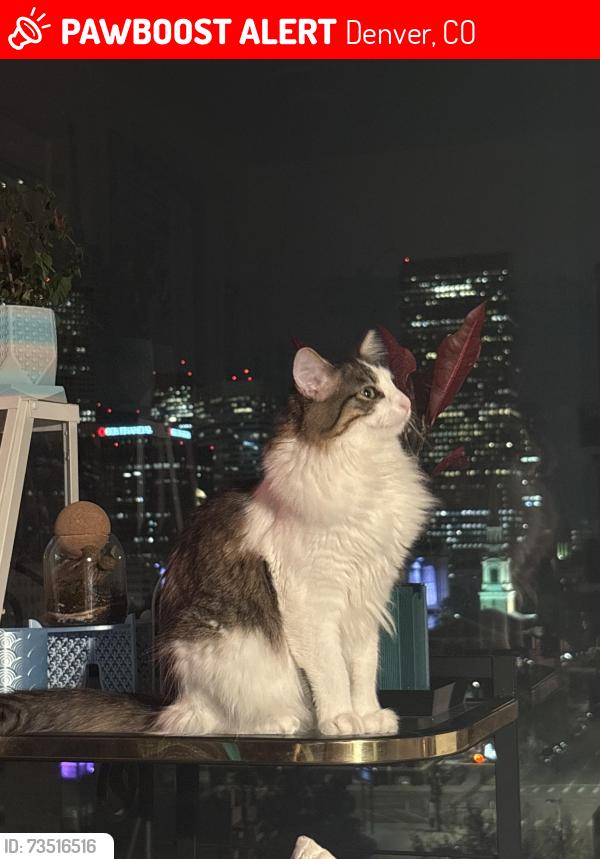 Lost Female Cat last seen 12th and Grant St, Denver, CO 80203