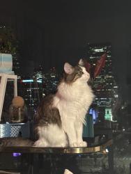 Lost Female Cat last seen 12th and Grant St, Denver, CO 80203
