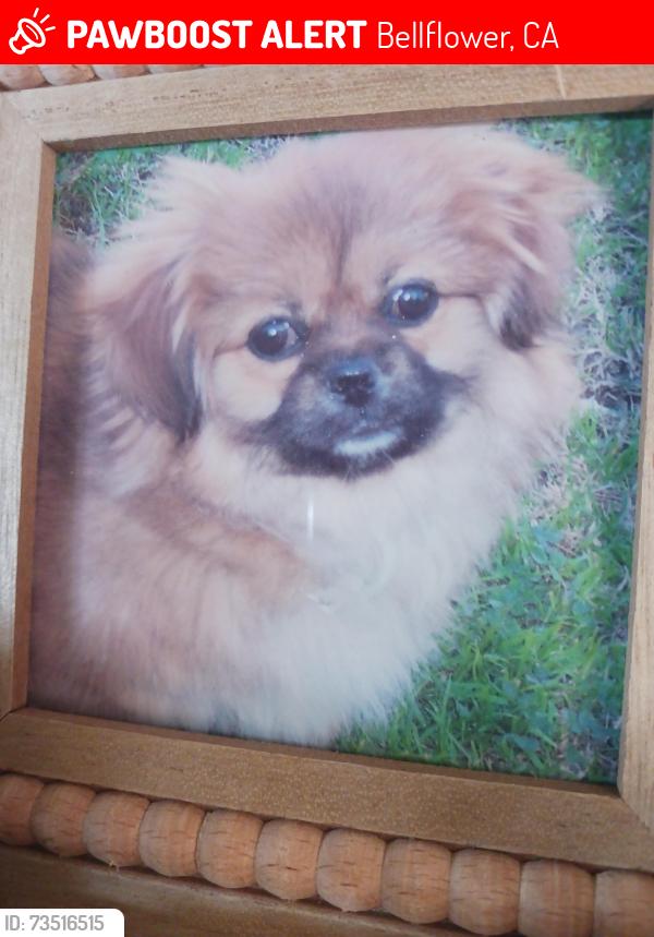 Lost Female Dog last seen Somerset/Steven's, Bellflower, CA 90706