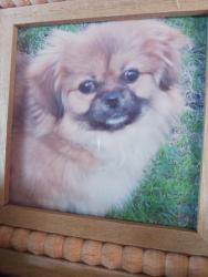 Lost Female Dog last seen Somerset/Steven's, Bellflower, CA 90706