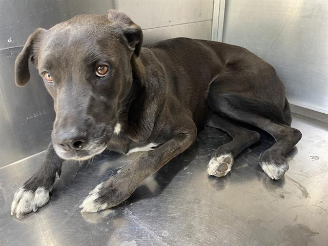 Shelter Stray Female Dog last seen , 4000 N Silverbell Rd, Tucson, AZ 85745, USA
