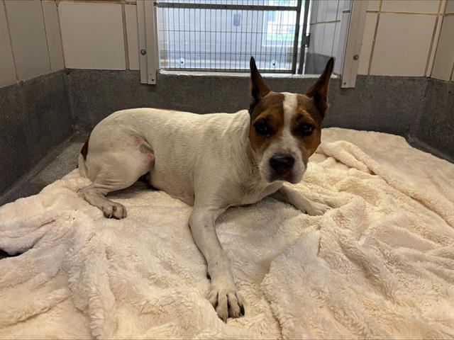 Shelter Stray Female Dog last seen Near BLOCK NACOGDOCHES RD, 4710 TX-151, San Antonio, TX 78227, USA