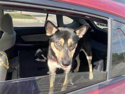 Shelter Stray Female Dog last seen , 4710 TX-151, San Antonio, TX 78227, USA