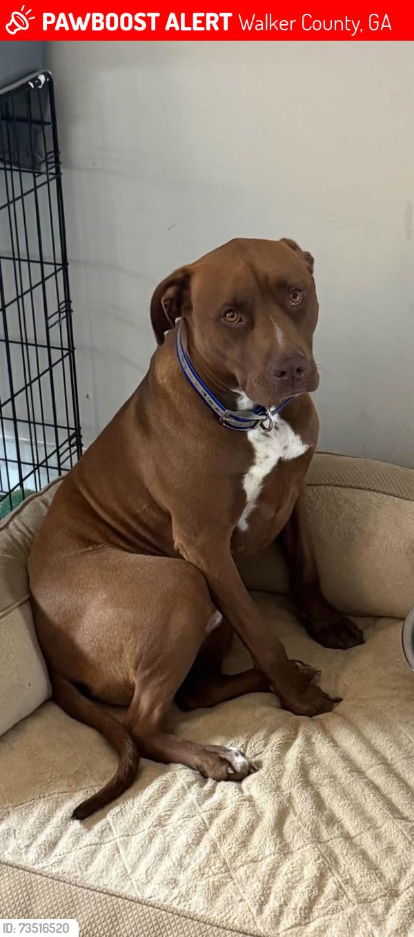 Lost Male Dog last seen Food city, Walker County, GA 30741