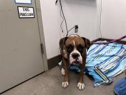 Shelter Stray Male Dog last seen , 4000 N Silverbell Rd, Tucson, AZ 85745, USA