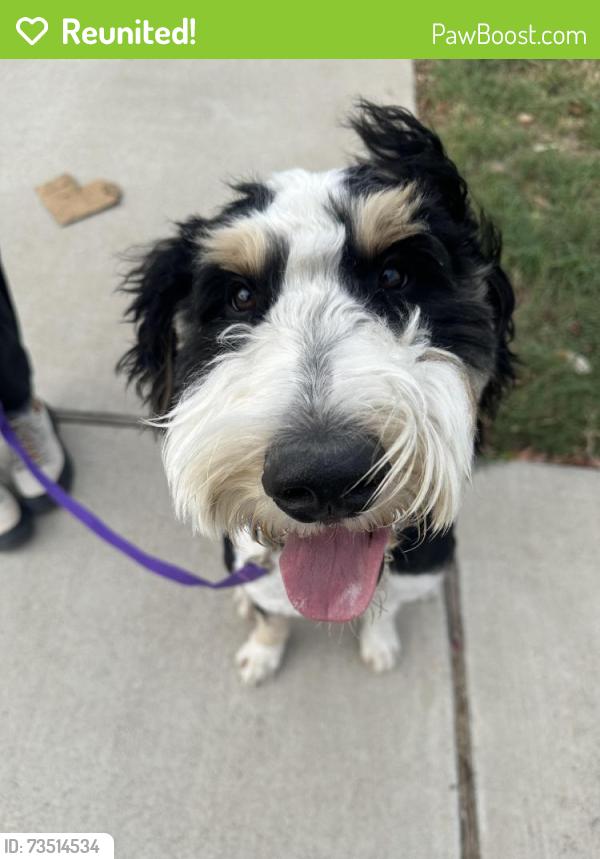 Reunited Male Dog last seen Mariposa / Ash Crewk, Dallas, TX 75228