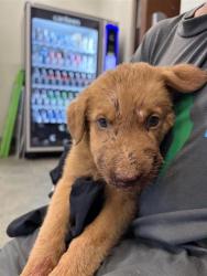 Shelter Stray Female Dog last seen Near BLOCK ENRIQUE M BARRERA, 4710 TX-151, San Antonio, TX 78227, USA