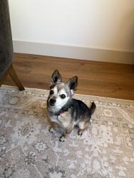 Reunited Female Dog last seen Pastrana and Adefa, La Mirada, CA 90638