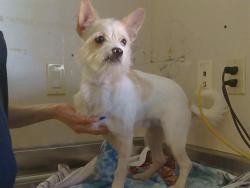 Shelter Stray Male Dog last seen DOWIE PL/DANUBE DR, 95821, 3839 Bradshaw Rd, Sacramento, CA 95827, USA
