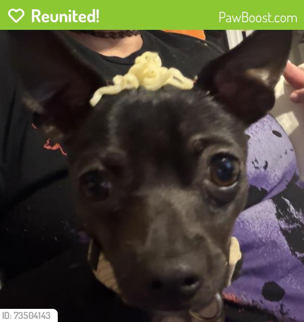 Reunited Male Dog last seen Walmart 6100 w Reno ave, Oklahoma City, OK 73127