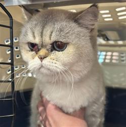 Shelter Stray Female Cat last seen Near BLOCK E PRINCETON CIR, AURORA CO 80018 3117, 2080 S Quebec St, Denver, CO 80231, USA