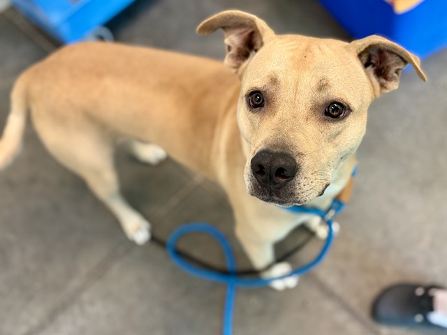 Shelter Stray Male Dog last seen WASHINGTON ST ASTATULA, 12280 County Rd 448, Tavares, FL 32778, USA