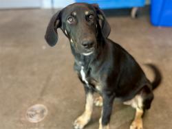 Shelter Stray Female Dog last seen NORTH BAY LAKE AVE MASCOTTE, 12280 County Rd 448, Tavares, FL 32778, USA
