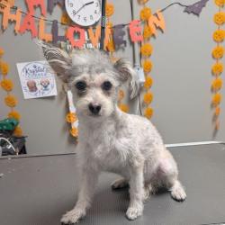 Shelter Stray Male Dog last seen Near BLOCK N LAMONT ST, LAS VEGAS NV 89115, 655 N Mojave Rd, Las Vegas, NV 89101, USA