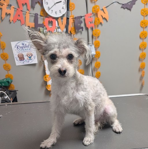 Shelter Stray Male Dog last seen Near BLOCK N LAMONT ST, LAS VEGAS NV 89115, 655 N Mojave Rd, Las Vegas, NV 89101, USA