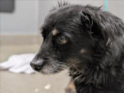 Shelter Stray Male Dog last seen Near BLOCK N LAMB BLVD, LAS VEGAS NV 89110, 655 N Mojave Rd, Las Vegas, NV 89101, USA