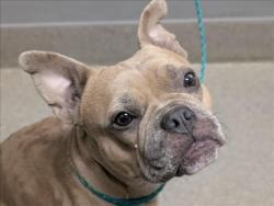 Shelter Stray Female Dog last seen Near BLOCK N LAMB BLVD, LAS VEGAS NV 89110, 655 N Mojave Rd, Las Vegas, NV 89101, USA