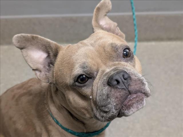 Shelter Stray Female Dog last seen Near BLOCK N LAMB BLVD, LAS VEGAS NV 89110, 655 N Mojave Rd, Las Vegas, NV 89101, USA