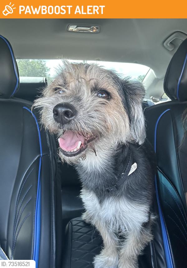 Found/Stray Male Dog last seen hmstd, FL area, Miami-Dade County, FL 33033