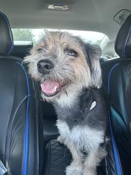Found/Stray Male Dog last seen hmstd, FL area, Miami-Dade County, FL 33033
