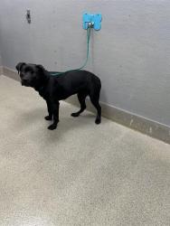 Shelter Stray Female Dog last seen Near BLOCK E WARM SPRINGS RD, LAS VEGAS NV 89119, 655 N Mojave Rd, Las Vegas, NV 89101, USA