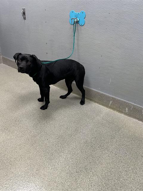 Shelter Stray Female Dog last seen Near BLOCK E WARM SPRINGS RD, LAS VEGAS NV 89119, 655 N Mojave Rd, Las Vegas, NV 89101, USA