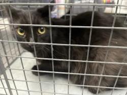 Shelter Stray Female Cat last seen Near BLOCK S FOGG ST, LAS VEGAS NV 89142, 655 N Mojave Rd, Las Vegas, NV 89101, USA
