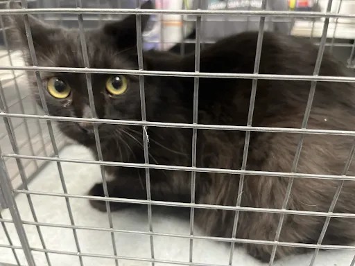 Shelter Stray Female Cat last seen Near BLOCK S FOGG ST, LAS VEGAS NV 89142, 655 N Mojave Rd, Las Vegas, NV 89101, USA