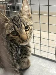 Shelter Stray Male Cat last seen Near BLOCK OF MOUNATIN VISTA ST, 655 N Mojave Rd, Las Vegas, NV 89101, USA