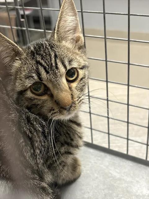 Shelter Stray Male Cat last seen Near BLOCK OF MOUNATIN VISTA ST, 655 N Mojave Rd, Las Vegas, NV 89101, USA