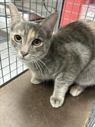 Shelter Stray Female Cat last seen Near BLK OF KIRK AVE, 655 N Mojave Rd, Las Vegas, NV 89101, USA