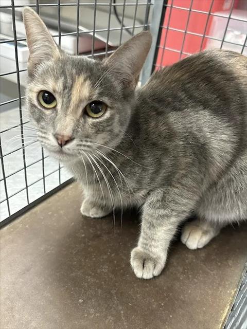 Shelter Stray Female Cat last seen Near BLK OF KIRK AVE, 655 N Mojave Rd, Las Vegas, NV 89101, USA