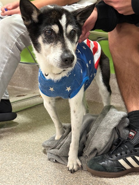 Shelter Stray Female Dog last seen Near BLOCK ORCHARD LAKE BLVD, 3528 Newburg Rd, Louisville, KY 40218, USA