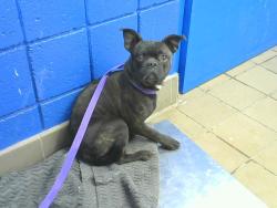 Shelter Stray Male Dog last seen Near BLOCK PRINCETON DR SE, 8920 Lomas Blvd NE, Albuquerque, NM 87112, USA