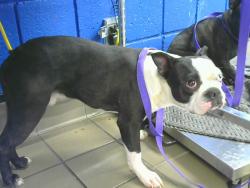 Shelter Stray Male Dog last seen Near BLOCK PRINCETON DR SE, 8920 Lomas Blvd NE, Albuquerque, NM 87112, USA