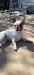 Reunited Male Dog last seen Near raleigh dr, Fort Worth, tx, Fort Worth, TX 76123