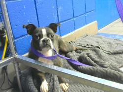 Shelter Stray Female Dog last seen Near BLOCK PRINCETON DR SE, 8920 Lomas Blvd NE, Albuquerque, NM 87112, USA