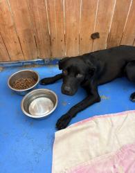 Found/Stray Male Dog last seen Surgery center near 22nd ave N, St. Petersburg, FL 33710