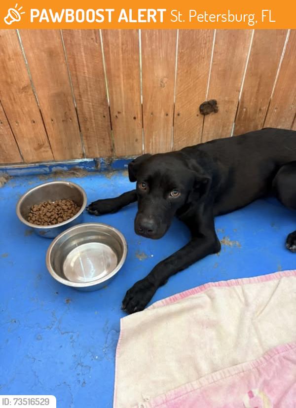 Found/Stray Male Dog last seen Surgery center near 22nd ave N, St. Petersburg, FL 33710