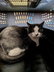 Shelter Stray Male Cat last seen ST CHARLES CO, 4850 Mid Rivers Mall Dr, St Peters, MO 63376, USA