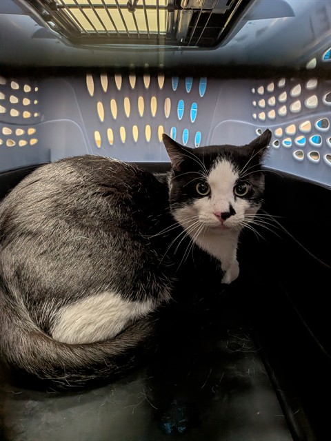 Shelter Stray Male Cat last seen ST CHARLES CO, 4850 Mid Rivers Mall Dr, St Peters, MO 63376, USA