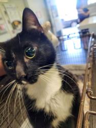 Shelter Stray Female Cat last seen , 1850 W 60th St, Los Angeles, CA 90047, USA