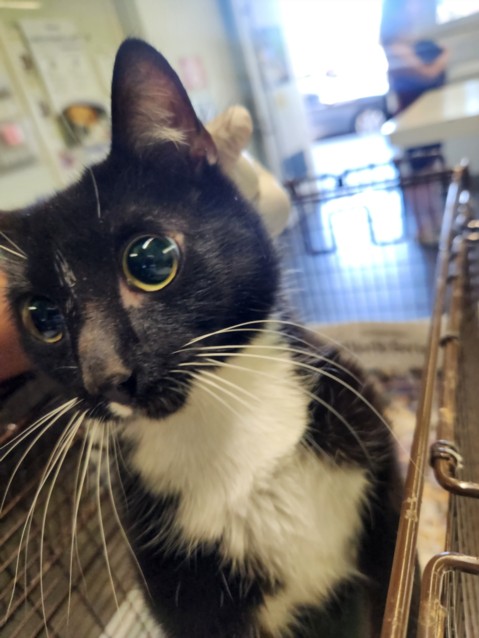 Shelter Stray Female Cat last seen , 1850 W 60th St, Los Angeles, CA 90047, USA