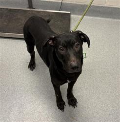 Shelter Stray Female Dog last seen Near, 5001 E Raymond St, Indianapolis, IN 46203, USA