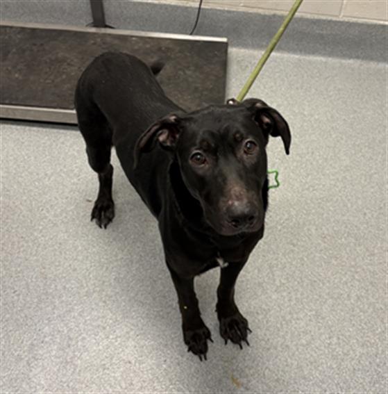 Shelter Stray Female Dog last seen Near, 5001 E Raymond St, Indianapolis, IN 46203, USA