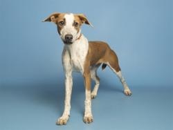 Shelter Stray Female Dog last seen 7TH ST/SOUTHERN AVE, 5501 E Van Buren St, Phoenix, AZ 85008, USA